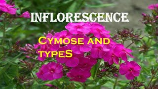 Inflorescence  Part 2  Cymose inflorescence and type [upl. by Utter986]