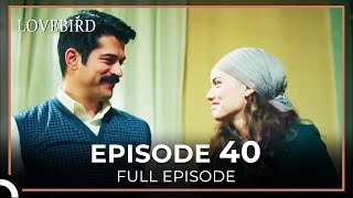 Lovebird Episode 40 [upl. by Khanna]