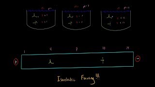 Isoelectric Focusing becomes Super Simple using this Trick Biochemistry MCAT Part 1 [upl. by Otsirave]