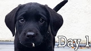 Black Labrador Puppys FIRST DAY HOME SUPER CUTE [upl. by Ahsekyt]