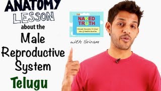 Basic Reproductive Anatomy for Men  Telugu [upl. by Drusilla354]