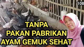 ternak ayam kampung tanpa pakan pabrikan ayam gemuk dan sehatpakan alternatif protein tinggiternak [upl. by Reagan171]