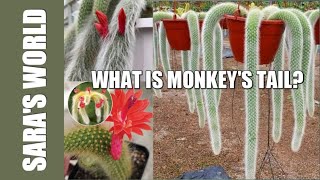 What is Monkeys TailA unique kind of Cactus 🌵Complete Information amp Caring Tips [upl. by Adnertal]