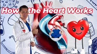 How does the heart work Explore the heart with Doctor John [upl. by Gerhardine]