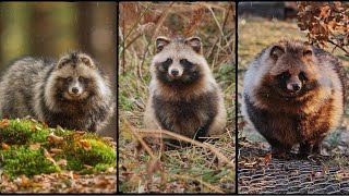 The Raccoon That Thinks Its Dog  Introduction to Raccoon Dogs  Paws and Claws [upl. by Galatia]