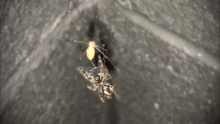 Cellar Spider VS Jumping Spider [upl. by Nemsaj]