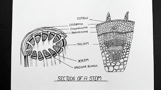 Section Of Stem Diagram  How To Draw Section Of Stem  Ncert  CBSE  Biology [upl. by Ferrick]