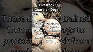 About Livestock Guardian Dogs [upl. by Raskin]