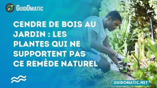 👉 Cendre de bois au jardin  Les plantes qui ne supportent pas ce remède naturel [upl. by Ear948]