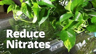 Adding Pothos to improve water quality and reduce nitrates [upl. by Anerec252]