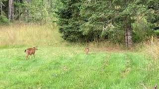 Fawn follows mom up the hill disappears in tall grass [upl. by Ofelia]