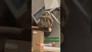 pygmy pygmy owl owl sperlinhskauz brunoselmann myhuntingmate nature birds quitschi [upl. by Acinahs]