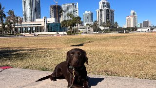 Lui  Spaniel Mix  Urban Hike [upl. by Aluin]