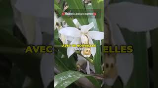 🌺 Orchidées Rares de Borneo 🌺 découverte nature orchidées rare [upl. by Hort]