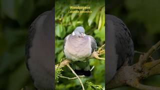 Nature Sounds  The Wood Pigeons relaxing call shorts [upl. by Bernt]