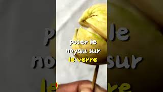 Technique facile pour cultiver un avocatier [upl. by Leahsim]