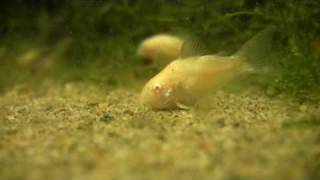 Corydoras aeneus The albino cory [upl. by Frymire]