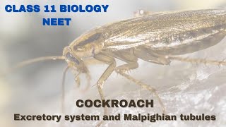 Excretory System of cockroach  Class 11 BiologyNEET [upl. by Nosnor]