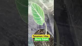 Tanaman Hias Black Pelvet 1 Daun [upl. by Arrotal756]