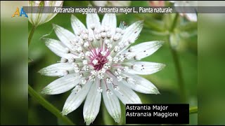 Astranzia maggiore Astrantia major L Pianta naturale [upl. by Nan]