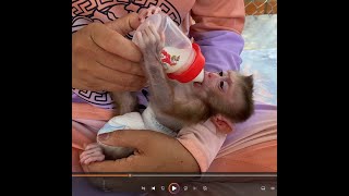 After Sleeping Mom Gives The Baby Monkey LUNA To Drink Milk [upl. by Madda496]