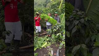 Mira que racimo de banano gigante finca agricultura babyshark banana gigante [upl. by Iz]