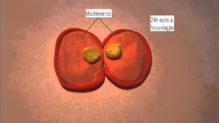 Embriologia Humana em Stop Motion [upl. by Neruat]