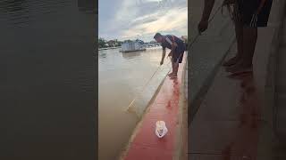 A cast net fishing traditional trap in the villageshorts [upl. by Adolfo2]