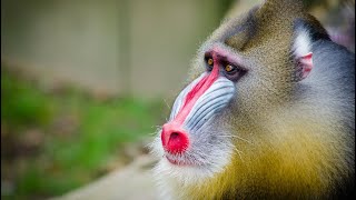 Exploring Mandrills in the Rainforest A Colorful Wildlife Adventure [upl. by Kathi55]