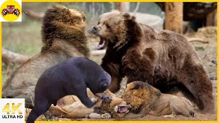 The moment two bears fight the bear fights the lion and the tiger [upl. by Atiran]