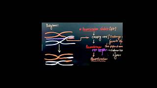 Different phase of meiosis  Prophase 1  Zygotene  Pachytene  Meiosis [upl. by Dnaletak]