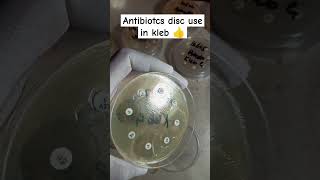 Klebsiella pneumoniae antibiotics sensitivity Disc  Kleb antibiotics disc  culture sensitivity [upl. by Ahsykal]