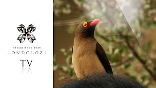 Oxpecker Ballet  Londolozi TV [upl. by Ellehcyt]