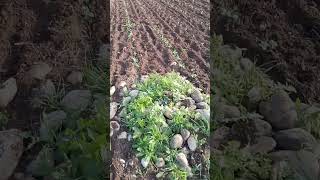 Fave e piselli precoci 27102024 farming farmer agriculture agricultura nature fruit agro [upl. by Asta562]