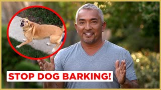 How to Stop Dog Barking  Cesar 911 [upl. by Ailhad274]