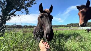 Kawela Ranch Honokaa Hawaii Mares and foals [upl. by Muns]