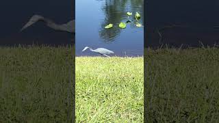 Little egret twitcherlife birds nature birdwatch wildlife birdwatchinglife birdspotting [upl. by Nairde353]