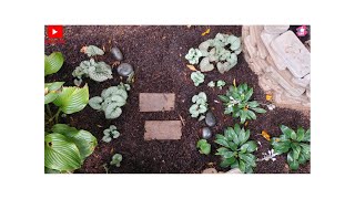 Hostas coral bells and brunnera added to the secret garden [upl. by Lexis]