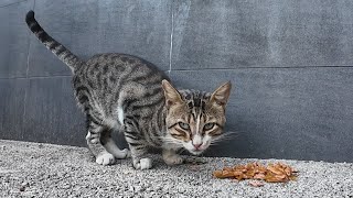 Striped stray cat gets delicious wet cat food [upl. by Notsag]