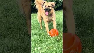 Kong Jumbler Ball ReviewPerfect 2 in 1 Dog Toy [upl. by Oah]