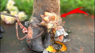 Poor Cows Leg PIERCED by Iron Bar FULL of Pus and Worms 🐄 satisfying 181102 [upl. by Nerhe574]