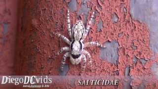 Menemerus bivittatus female spider ♀ Salticidae gray wall jumper [upl. by Refotsirc987]