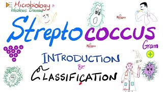 Streptococci  Introduction and Classification Group A Group B Group D  Microbiology 🧫 [upl. by Mendes575]