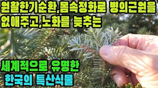 구상나무조선냉삼 박송실―원활한 기의 순환 및 병의 근원을 없애주고 신체를 젊게 하며 정신건강을 좋게 한다 [upl. by Enimzaj]