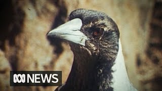 Magpies sing along to harmonica 1977 [upl. by Iralam]