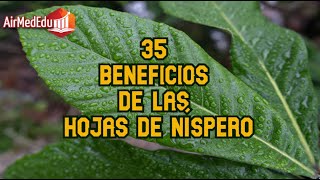 35 Beneficios de las Hojas de Níspero [upl. by Miuqaoj564]