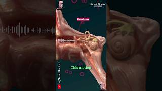 How Do We Hear  Hearing Mechanism 🔉👂🏻 [upl. by Acinorahs]