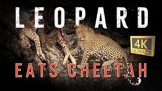 Leopard kills and eats cheetah in Ndutu Tanzania [upl. by Kerekes]