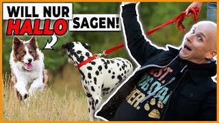 Warum du deinen Hund nicht mit anderen Hunden spielen lassen solltest [upl. by Nytsuj]