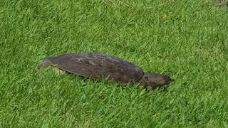 Florida softshell turtle running fast across a sidewalk [upl. by Silsby]